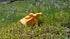 3 Forest Food Shop Dried Chanterelle Mushrooms Ounce Handpicked from Wild Forests, Air-Dried Mushrooms, Sourced by a