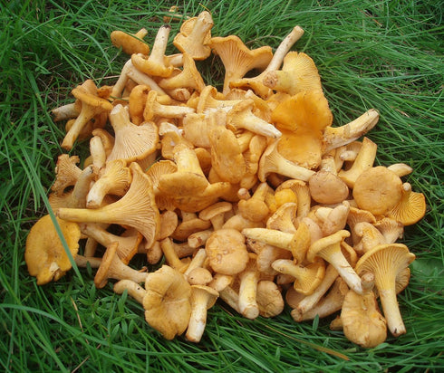 3 Forest Food Shop Dried Chanterelle Mushrooms Ounce Handpicked from Wild Forests, Air-Dried Mushrooms, Sourced by a