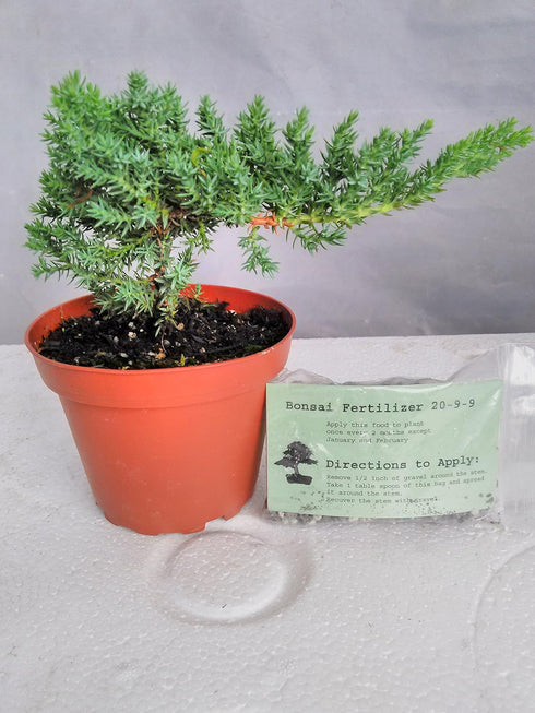 JM BAMBOO 4" Japanese Juniper Bonsai Starter Tree - pot - Juniperus procumbens 'Nana'+Bonsai Fertilizer Slow Release