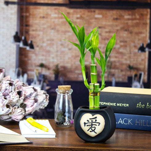 Set 3 6 Inch of Three Stalk Lucky Bamboo Arrangements - Lucky Bamboo Indoor House Plants for Home and Office Decor - NW