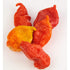 Bertie's Trinidad Scorpion Pepper Sauce, 10 Oz/300ml, Strong Flavor and Insane Heat