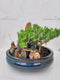 jmbamboo -bonsai- Juniper Tree Zen Garden With Pool Fishman