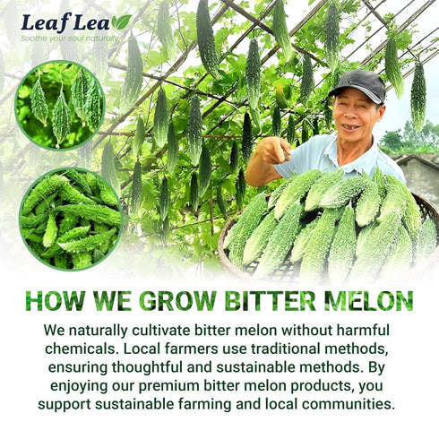 120 100% Pack 3 LeafLea Bitter Melon Tea Bags, Pure Bitter Melon Fruit. Supports Wellness and Digestion |