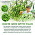 120 100% Pack 3 LeafLea Bitter Melon Tea Bags, Pure Bitter Melon Fruit. Supports Wellness and Digestion |