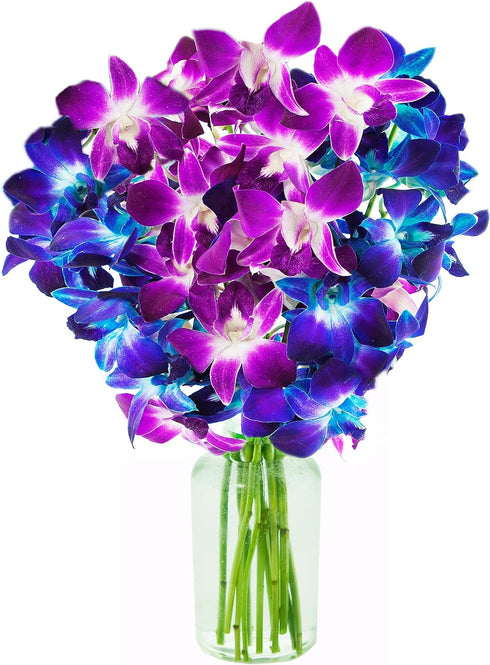 KaBloom - Exotic Orchid Bouquet of 5 Blue Dendrobium Orchids & 5
