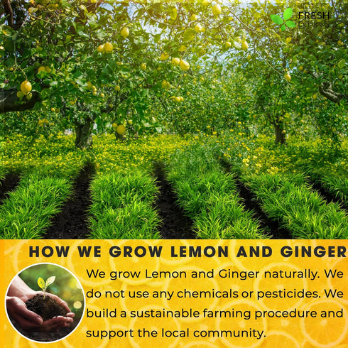 Premium 75 Lemon Ginger Tea Bags: 100% Natural Ingredients, Eco-conscious Herbal Tea, No Sugar, No Caffeine
