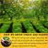 Premium 75 Lemon Ginger Tea Bags: 100% Natural Ingredients, Eco-conscious Herbal Tea, No Sugar, No Caffeine