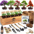 AVERGO Bonsai Tree Kit Classic - 5X Unique Japanese Bonzai Trees |
