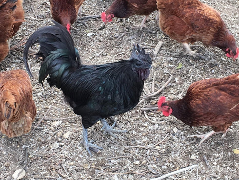 Barnyard Mix Fertile (12 Chicken Hatching Eggs Raised on Organic Eggs)