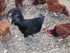 Barnyard Mix Fertile (12 Chicken Hatching Eggs Raised on Organic Eggs)