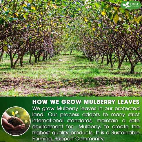 FreshDrinkUS, Premium 120 Mulberry Leaf Tea Bags, 100% Natural & Pure from Mulberry Leaves, No Sugar, No Caffeine, Vegan