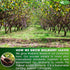 FreshDrinkUS, Premium 120 Mulberry Leaf Tea Bags, 100% Natural & Pure from Mulberry Leaves, No Sugar, No Caffeine, Vegan