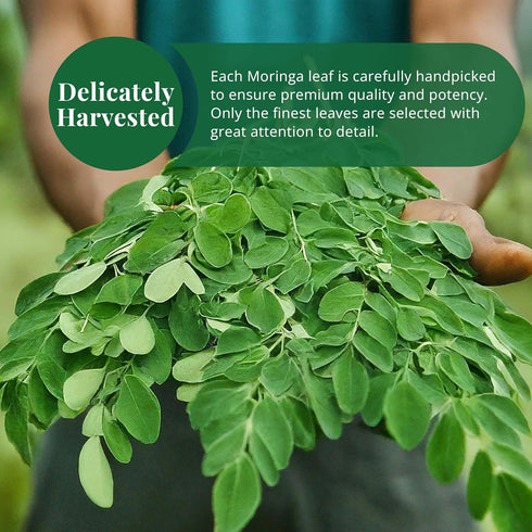 Leaves-2.6oz, Moringa Dried From Fresh Green Moringa Oleifera Leaves, Hojas De MoringaSecas, Loose Leaf Tea, Drumstick