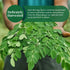 Leaves-2.6oz, Moringa Dried From Fresh Green Moringa Oleifera Leaves, Hojas De MoringaSecas, Loose Leaf Tea, Drumstick