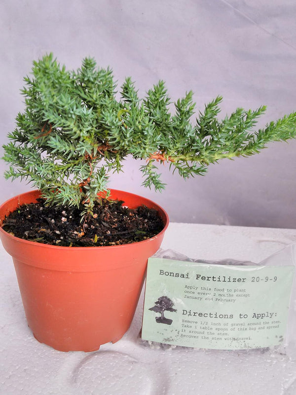JM BAMBOO Japanese Juniper Bonsai Starter Tree - 4" pot - Juniperus procumbens 'Nana'+Bonsai
