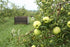 8 Kauffman Orchards Fresh Golden Delicious Apples, Hand-Picked, Non-Waxed, Grown in Pennsylvania (Box of Apples)