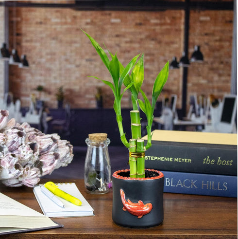 Set 3 6 Inch of Three Stalk Lucky Bamboo Arrangements - Lucky Bamboo Indoor House Plants for Home and Office Decor - NW