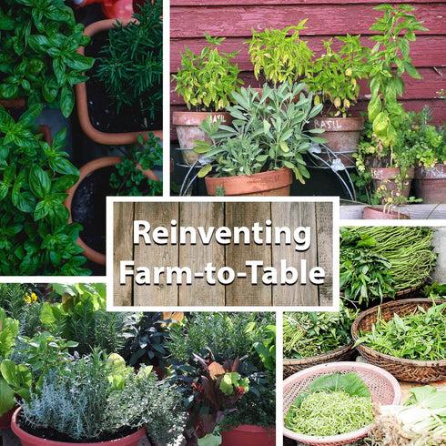 6 Packets: Culinary Herb Seeds Garden Collection | Basic Assortment | Non-GMO Seed Basil, Dill, Oregano, Parsley