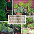 6 Packets: Culinary Herb Seeds Garden Collection | Basic Assortment | Non-GMO Seed Basil, Dill, Oregano, Parsley