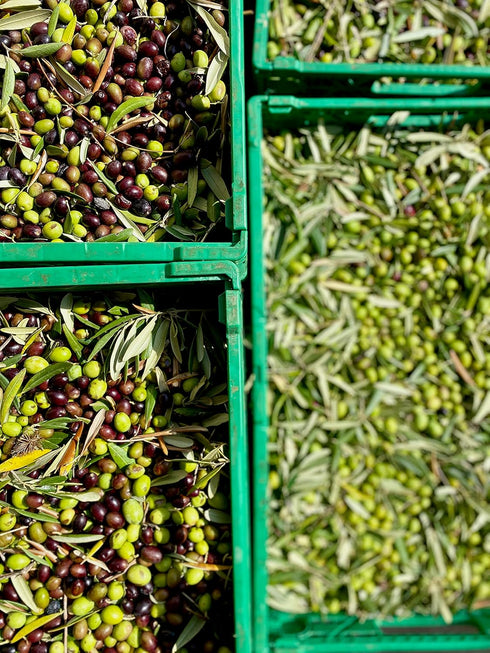 500 ml Il Tratturello Extra Virgin Olive Oil - Molise, Italy
