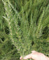 Generic 2 Oganic Rosemary, Locally Grown US, Bunches