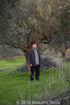 Makaria Terra 2025 2024/25 (500ml) , Greek Extra Virgin Olive Oil, NY International Olive Oil competition Gold Award!
