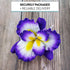 1 Count Global Sugar Art Dutch Iris Sugar Cake Flowers, Purple with Yellow Center by Chef Alan Tetreault