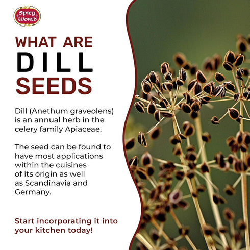Spicy World 5 Dill Seeds Pounds Bulk (Suva)