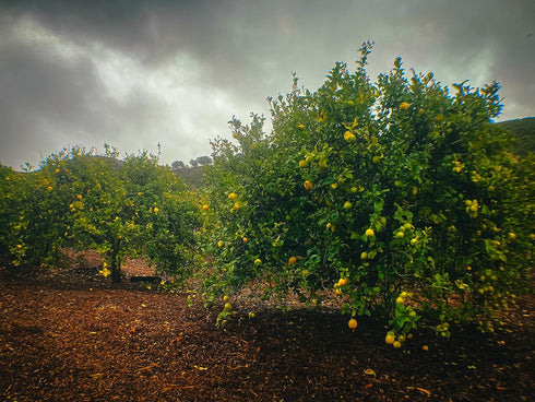 5lbs Fresh Organic Lemons from California Farm - - Just-Harvested Non-GMO Unsprayed Unwaxed Uncoated Veganic