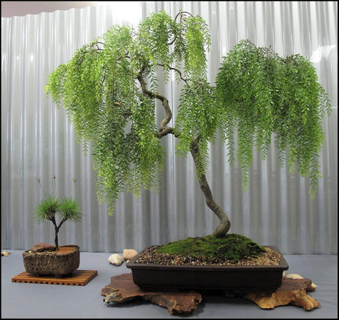 Live Dwarf Australian Weeping Willow Bonsai Tree - Fast Growing, Indoor/Outdoor Bonsai