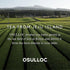 OSULLOC Pure Green Tea, USDA Organic, Premium Blended Tea from Jeju, Tea Bag Series 20 Count