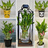 Generic 15 4 inches Lucky Bamboo stalks Each, Gift, Perennial Indoor, Ideal Gift, Feng Shui, Bring Positive Energy