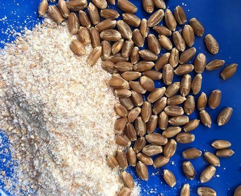 Early Morning Harvest Organic Whole Wheat Flour - Made from Non-GMO Whole Wheat - Stone Ground Flour for Baking