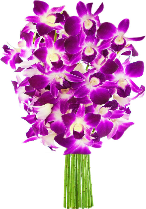 KaBloom - Bouquet of Purple Orchid without vase - Fresh Flowers for