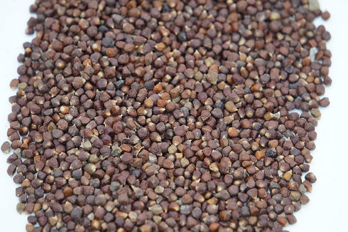 4.3 OZ AseLife Energy Grains of Paradise Spice with Spice Grinder Jar Melegueta Pepper Ginny Grains Mbongo spice Hepper