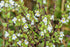 (100g) Health Embassy Eyebright Herb | Euphrasia officinalis L | Herbal Tea