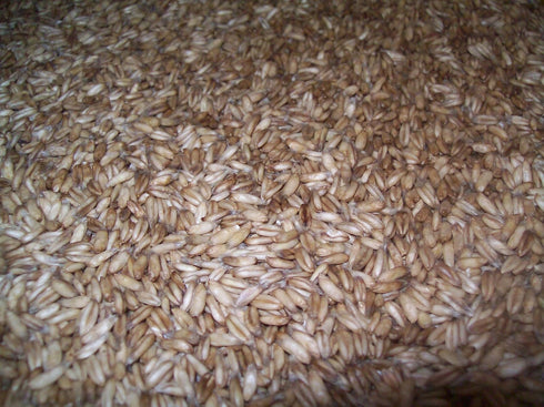Whole Oat Groats: Raw Hulless Oats, Farmer Direct 15 lbs. (Clear Poly