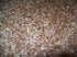 Whole Oat Groats: Raw Hulless Oats, Farmer Direct 15 lbs. (Clear Poly