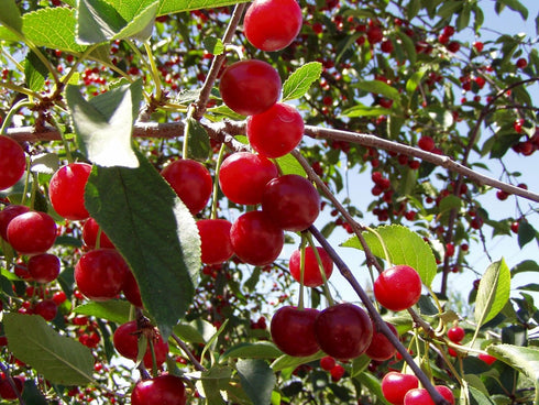 Pioneer Valley Premium Continental Cherry Jam