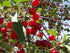 Pioneer Valley Premium Continental Cherry Jam