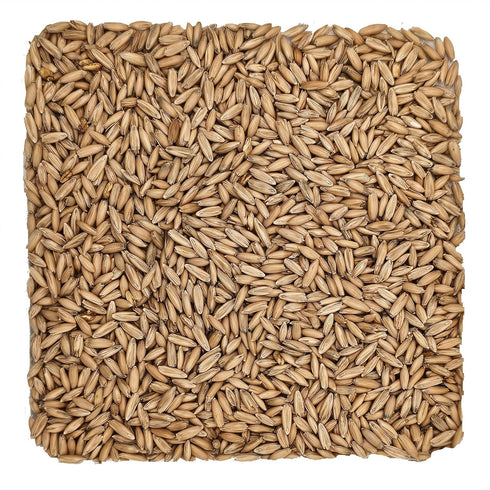 Home Brew Ohio Malted Oats Grain 1lb