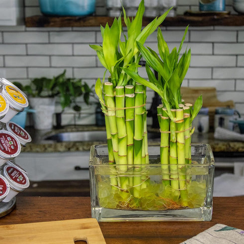 6 Inch 10 NW Wholesaler - Live Indoor Lucky Bamboo Bundle of Stalks - Live Indoor Houseplants for Home Decor, Floral