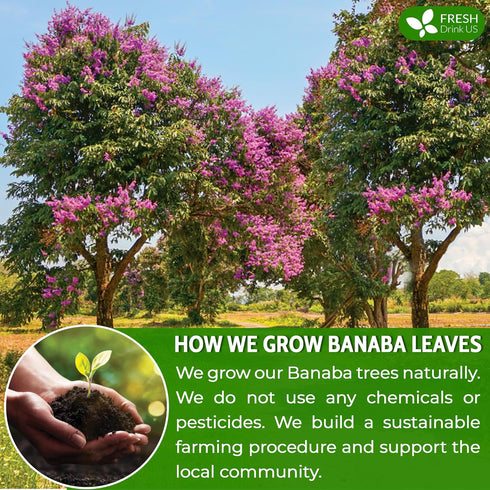 40 100% FreshDrinkUS, Premium Banaba Tea Bags, Natural & Pure from Banaba Leaves. Loose Leaf Banaba Herbal Tea. No