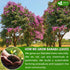 40 100% FreshDrinkUS, Premium Banaba Tea Bags, Natural & Pure from Banaba Leaves. Loose Leaf Banaba Herbal Tea. No