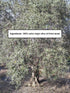 30.4 Oz HOLIVE Olive Oil from Israel | Extra Virgin | First Cold Press & Early Harvest | Polyphenol Rich | Premium Low