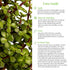 6" American Plant Exchange Live Dwarf Jade Tree, Miniature Bonsai Tree, Plant Pot for Home and Garden Decor, Pot