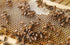 2lb Raw Honey Pure Natural Nebraska Honey One Jar