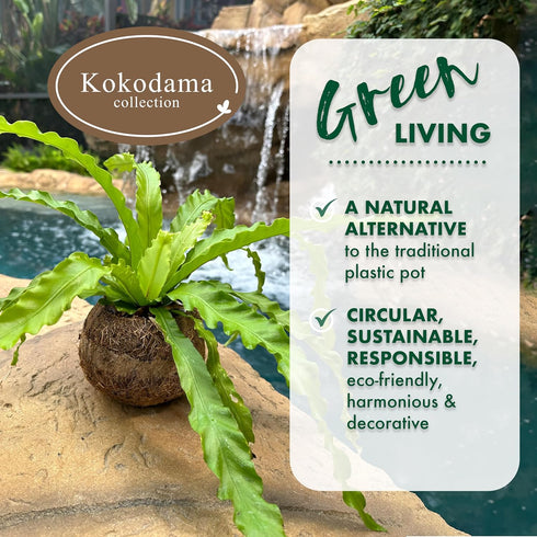 17 Better-GRO Hanging Kokodama with Birds Nest Fern - Biodegradable, Natural Planter for Indoor/Outdoor Spaces