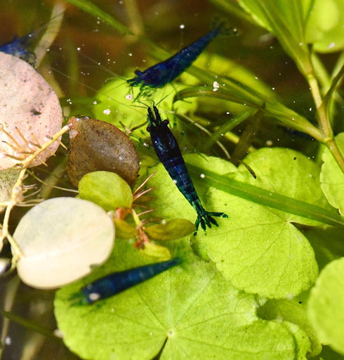 10 Live Neocaridina Blue Dream Shrimp - Stunning Blue Color - Juvenile Blue Dream Shrimp - Freshwater Aquarium Shrimp