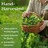 1lb (16 oz) Natural Dandelion Leaf Herb Tea - Cut and Sifted Dried Leaves - Loose Herbal Bulk
